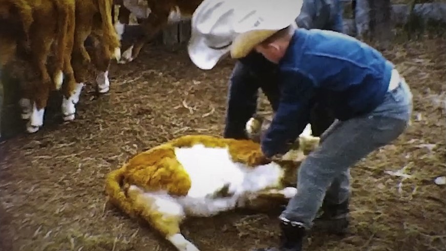 0118 Heydon Branding at the Ranch Corral
